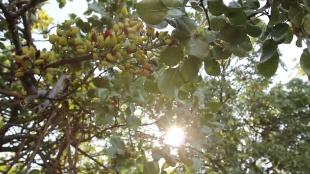 Pistacho inmaduro en huerto — Vídeos de Stock