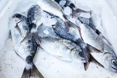 Balık pazarında buzla kutusunda taze Dorado