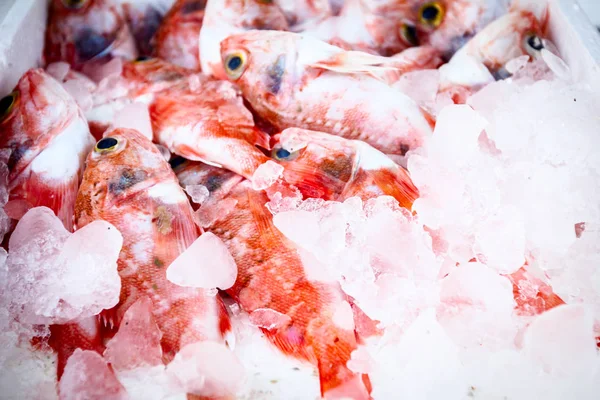 Frutos do mar frescos em caixa com gelo no mercado de peixe — Fotografia de Stock