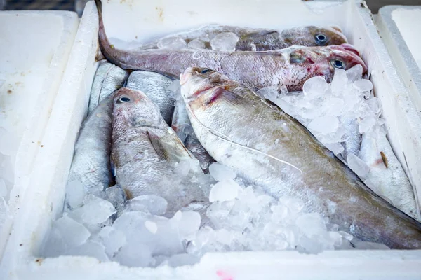 Friss tengeri jég, a halpiac doboz — Stock Fotó