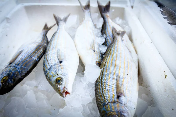 Friss Sarpa salpe vagy Salema Porgy jég a halpiacon, bevásár doboz — Stock Fotó
