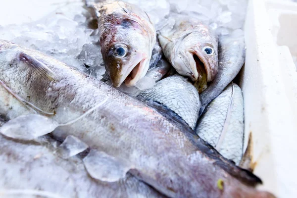 Frutos do mar frescos em caixa com gelo no mercado de peixe — Fotografia de Stock