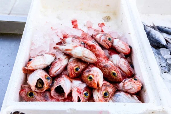 Frutos do mar frescos em caixa com gelo no mercado de peixe — Fotografia de Stock