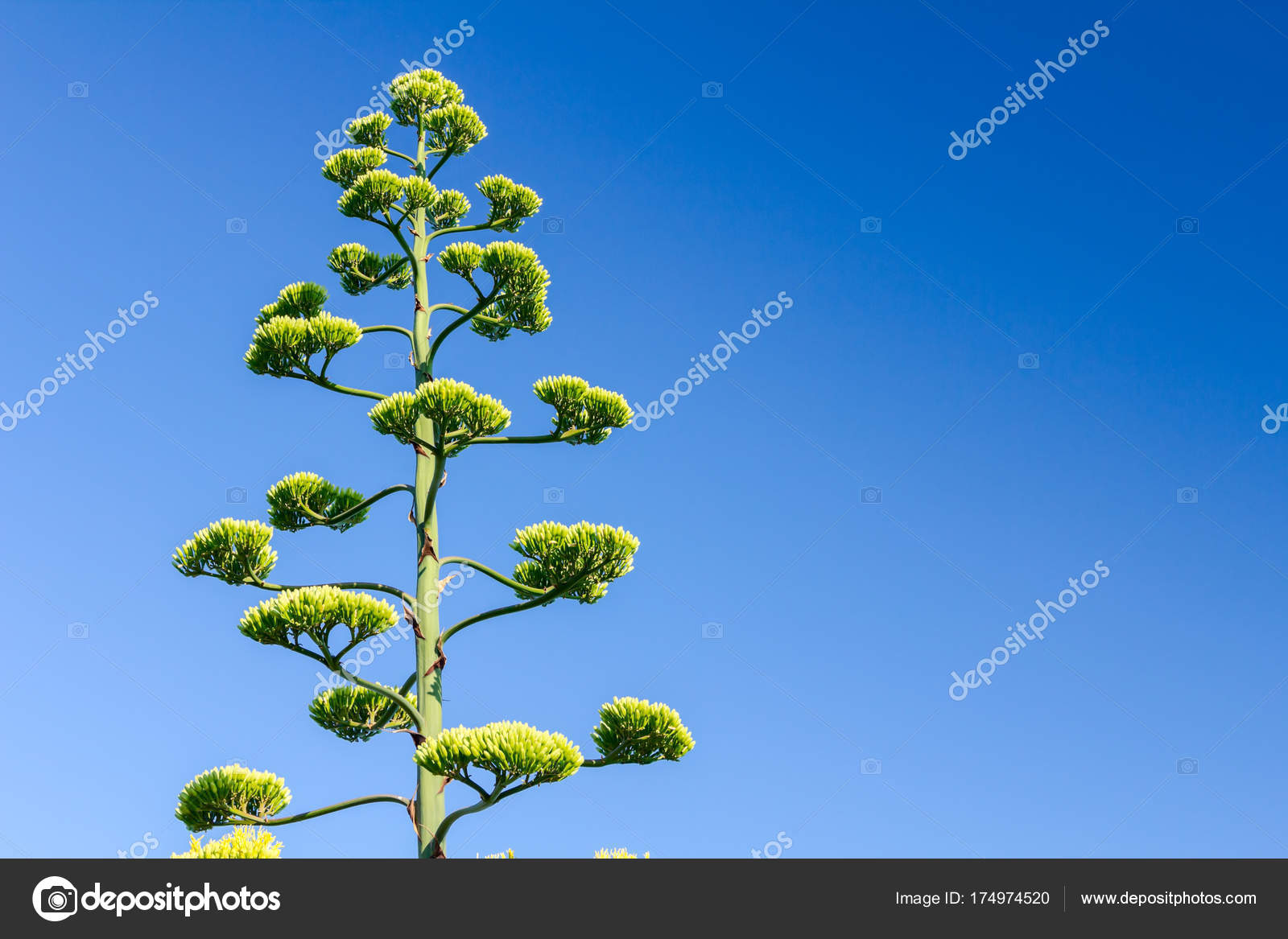 Grande fleur jaune d