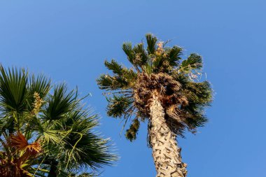 Mavi gökyüzü yüksek Hindistan cevizi hurma ağacı