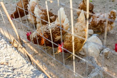 Tavuk kırsal çiftliğinde bir çitin arkasında