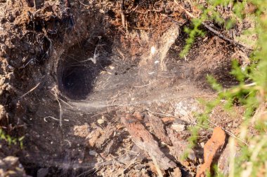 Dokuma web örümceği, çiy örümcek ağı, örümcek ağı, örümcek t