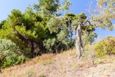 Zeytin ağacı tepelik peyzaj