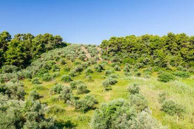 Yeşil Zeytin meyve meyve bahçesi