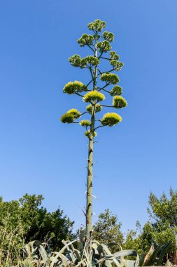 Bitki çiçek açmış boyunda Aloe Vera sarı çiçek