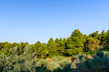 Confiner orman ile tepelik yere