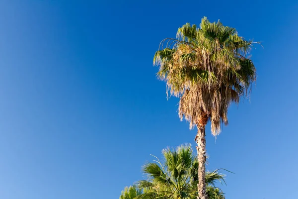 High coconut palm tree on blue sky — Stock Photo, Image