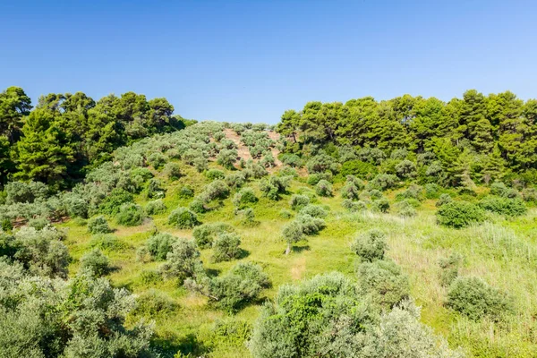 Yeşil Zeytin meyve meyve bahçesi