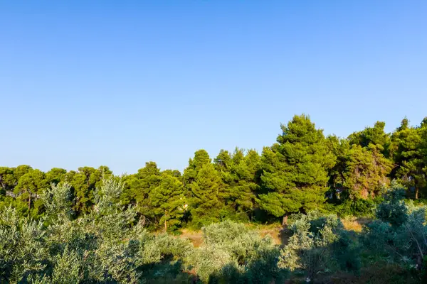 Confiner orman ile tepelik yere