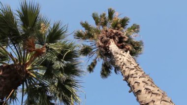 Yüksek Hindistan cevizi palmiye ağacı üzerinde uzun boylu coco palmiye ağacı düz gövde ile yeşil taç yere gelen mavi skyview.