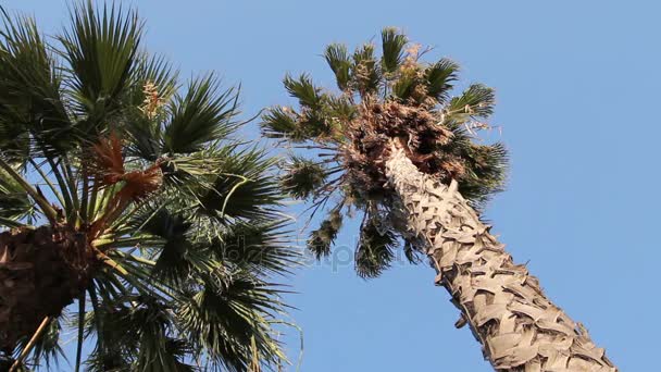 Palmera Coco Alta Cielo Azulvista Desde Suelo Sobre Corona Verde — Vídeos de Stock