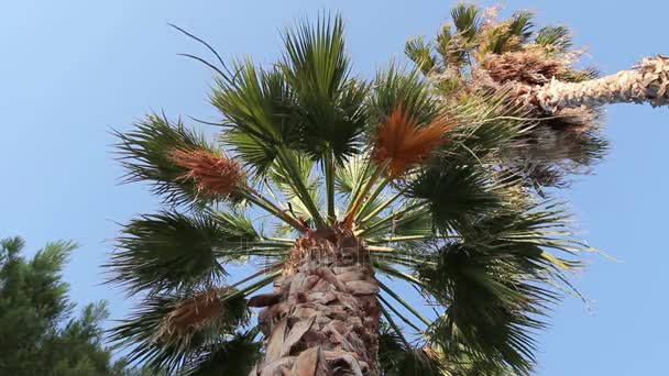 Palmeira Coco Alto Céu Azulvista Chão Coroa Verde Palmeira Coco — Vídeo de Stock