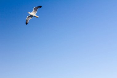 Martı yükselen mavi gökyüzü üzerinde uçuyor