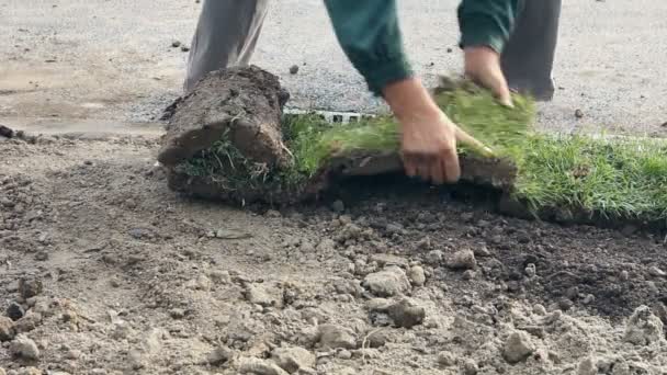 Uitrollen Gras Gras Rollen Voor Een Nieuwe Lawnman Toe Passen — Stockvideo