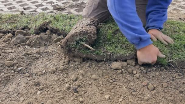 Uitrollen Gras Gras Rollen Voor Een Nieuwe Lawnman Toe Passen — Stockvideo