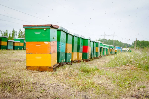 Rij van bijenkorven op de weide, bijenteelt, Bee boerderij — Stockfoto