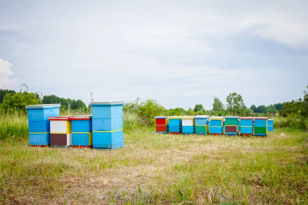 Fila di alveari al pascolo, apiario, fattoria delle api — Foto Stock