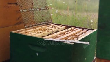 Apiarist, arılar petek ahşap framebeekeeper üzerinde yaptırmayı ahşap çerçeve üzerinde petek arı kolonisi durumda denetim için arıcı denetliyor.