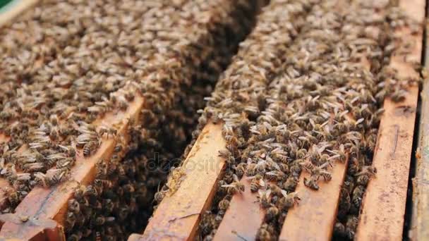 蜂がオープン Hiveopened 蜂の巣から来ている ハニカムの木製フレームにハイブに沿ってクロール — ストック動画