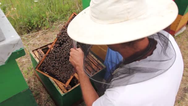 Apiarista Apicultor Está Comprobando Las Abejas Marco Madera Panal Apicultor — Vídeos de Stock