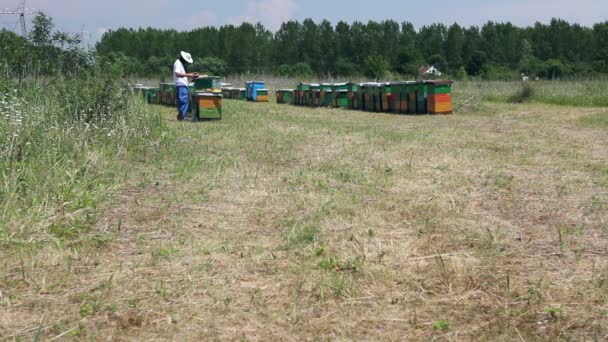 養蜂家 養蜂家は蜂ハニカム木製フレームをチェックしています ミツバチのコロニーの制御状況を木製フレームにハニカムを出して養蜂家 — ストック動画
