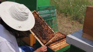Apiarist, arıcı arılar petek ahşap çerçeve üzerinde kontrol ediyor. Arıcı dışarı ahşap çerçeve üzerinde petek arı kolonisi durumda denetim için alıyor.