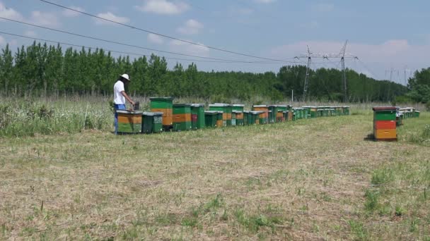 Pszczelarzy Pszczelarz Sprawdza Pszczoły Drewnianej Ramie Strukturze Plastra Miodu Pszczelarz — Wideo stockowe
