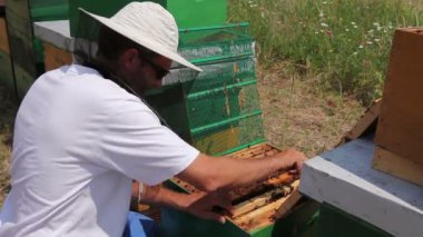Apiarist, arıcı arılar petek ahşap çerçeve üzerinde kontrol ediyor. Arıcı dışarı ahşap çerçeve üzerinde petek arı kolonisi durumda denetim için alıyor.