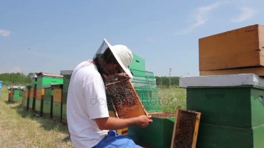 Apiarist, arılar petek ahşap framebeekeeper üzerinde yaptırmayı ahşap çerçeve üzerinde petek arı kolonisi durumda denetim için arıcı denetliyor.