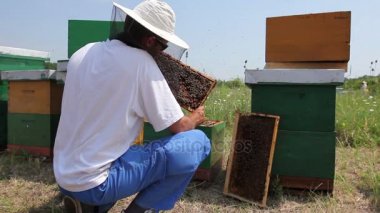 Apiarist, arılar petek ahşap framebeekeeper üzerinde yaptırmayı ahşap çerçeve üzerinde petek arı kolonisi durumda denetim için arıcı denetliyor.