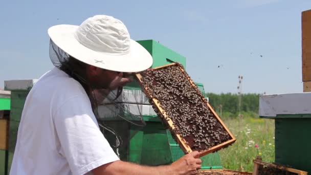 Apiarista Apicultor Está Verificando Abelhas Quadro Madeira Favo Mel Apicultor — Vídeo de Stock