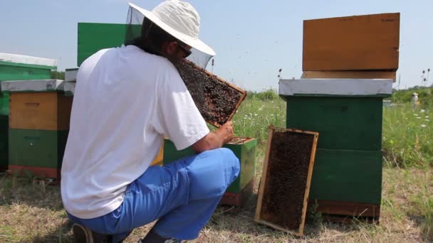 Apiarist Biodlare Kontrollerar Bin Honeycomb Trä Framebeekeeper Tar Honungskaka Träram — Stockvideo
