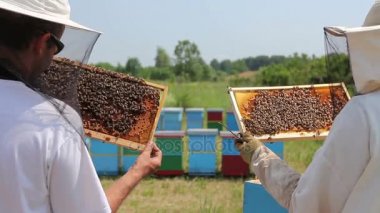 İki apiarists, arıcılar arılar petek ahşap çerçeve üzerinde kontrol ediyor. Arıcılar dışarı ahşap çerçeve üzerinde petek arı kolonisi durumda denetim alıyor.