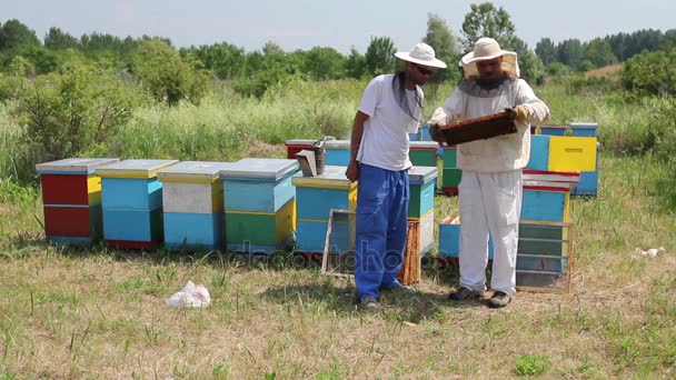 Apiarists 养蜂人在蜂窝木架上检查蜜蜂 养蜂人在木架上取出蜂巢控制蜂群的状况 — 图库视频影像
