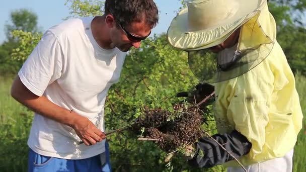 Abelhas Enxameadoras Depois Deixar Abelhas Colmeia Reúnem Ramo Uma Árvore — Vídeo de Stock