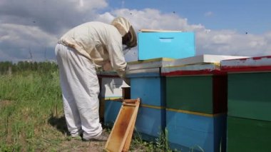 Apiarist, apiarybeekeeper içinde çalışma arıcı arı kolonisi, ahşap çerçeve üzerinde petek yaptırmayı durumda kontrol ediyor.
