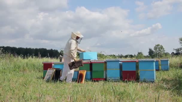 Včelaře Včelař Pracuje Apiarybeekeeper Řídí Situace Včelstva Vyndání Plástve Dřevěném — Stock video
