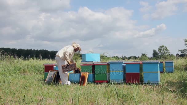 Včelaře Včelař Pracuje Apiarybeekeeper Řídí Situace Včelstva Vyndání Plástve Dřevěném — Stock video