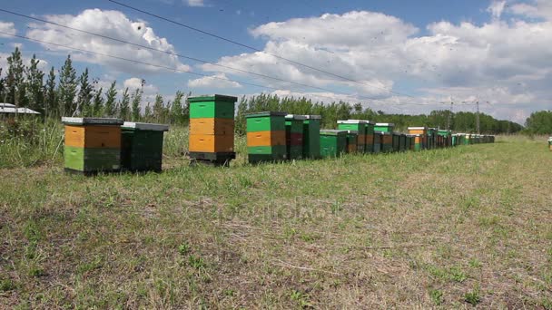 行草原の牧草地 ミツバチ Farmwooden ハチの巣の行でカラフルなハチの巣を配置 — ストック動画