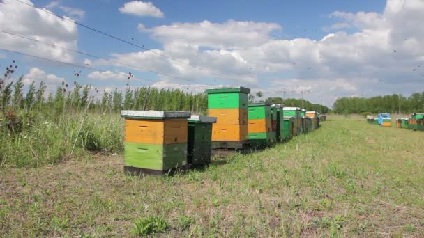 排在牧场上的蜂箱 Farmwooden 五颜六色的蜂箱在一排被放置在草地上 — 图库视频影像