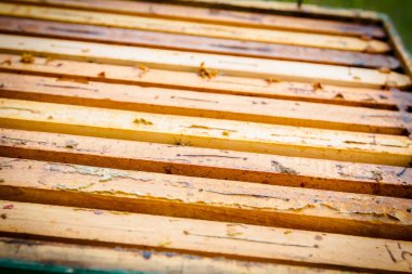 Arılar dışında açık kovan geliyor