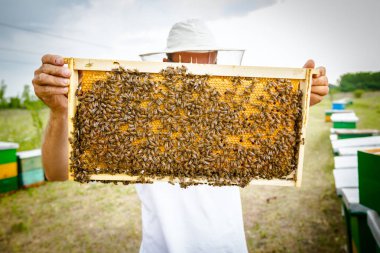 Apiarist, arıcı silâhsız petek arı ile düzenliyor 