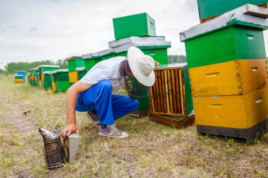 Apiarist, arıcı silâhsız arılar ile çalışma 