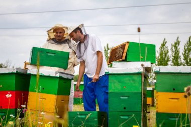 İki apiarists, arıcılar arılar petek ahşap üzerinde kontrol ediyor 