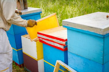 Apiarist, arıcı arılar petek ahşap çerçeve üzerinde kontrol ediyor